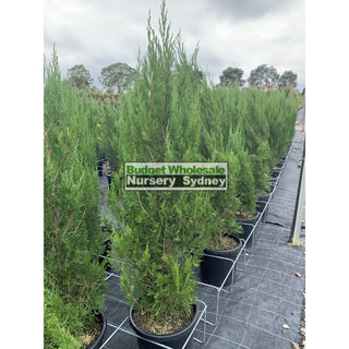 Juniperus Spartan Large 300Mm Pot Plants