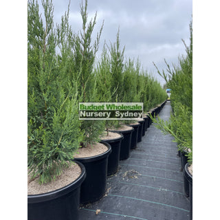 Juniperus Spartan Large 300Mm Pot Plants