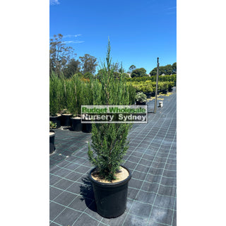 Juniperus Spartan Large 300Mm Pot Of Plants