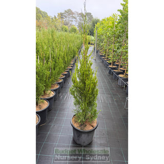 Juniperus Spartan Large 300mm Pot - Plants
