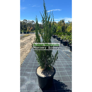 Juniperus Spartan Large 300Mm Pot Of Plants