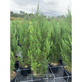 Juniperus Spartan Large 300Mm Pot Plants