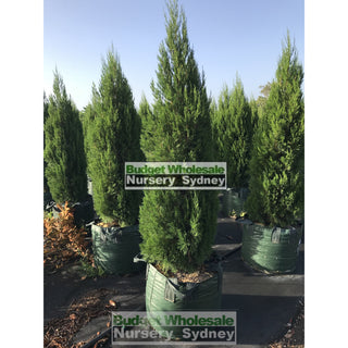 Juniperus Spartan Super Advanced 100Lt Bag Plants