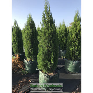 Juniperus Spartan Super Advanced 100Lt Bag Plants