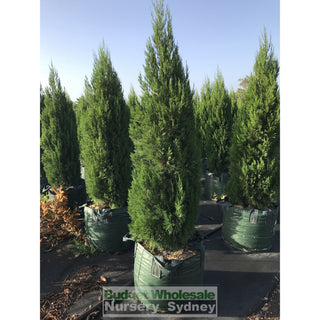 Juniperus Spartan Super Advanced 100Lt Bag Plants