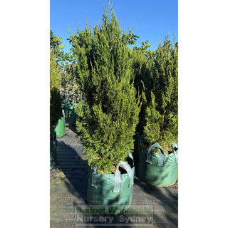 Juniperus Spartan Super Advanced 100Lt Bag - Plants