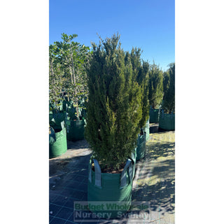 Juniperus Spartan Super Advanced 100Lt Bag - Plants