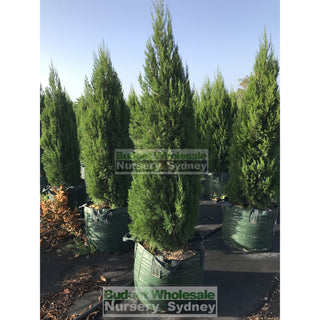 Juniperus Spartan Super Advanced 100Lt Bag Plants