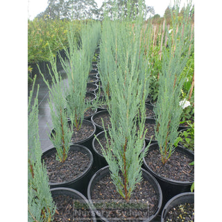 Juniperus Virginiana Skyrocket 200Mm Pot Conifer Pencil Pine Blue Gift Card
