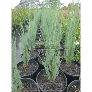Juniperus Virginiana Skyrocket 200Mm Pot Conifer Pencil Pine Blue Gift Card