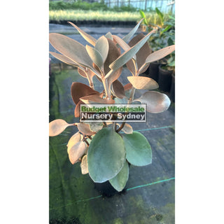 Kalanchoe Copper Spoons 140Mm