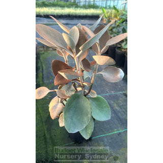 Kalanchoe Copper Spoons 140Mm