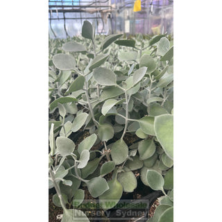 Kalanchoe Silver Spoons 140Mm