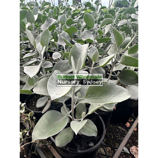 Kalanchoe Silver Spoons 140Mm