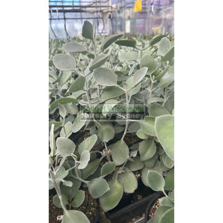 Kalanchoe Silver Spoons 140Mm