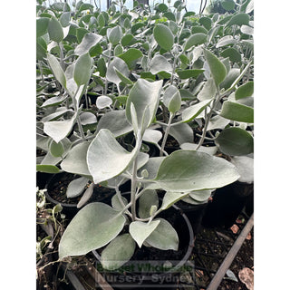 Kalanchoe Silver Spoons 140Mm