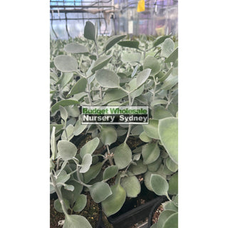 Kalanchoe Silver Spoons 140Mm