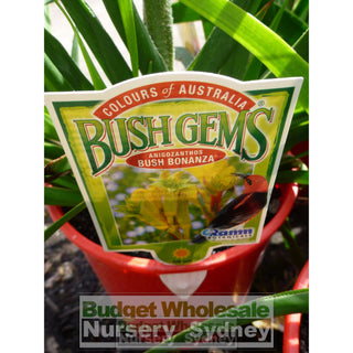Kangaroo Paw Anigozanthus Bush Bonanza Mixed Colours Only 140Mm Flowering Default Type