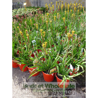 Kangaroo Paw Anigozanthus Bush Bonanza Mixed Colours Only 140Mm Flowering Default Type