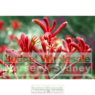 Kangaroo Paw Large Red 200Mm Pots. Anigozanthos Flavidus Plants