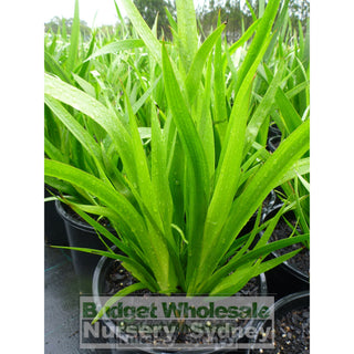 Kangaroo Paw Large Red 200Mm Pots. Anigozanthos Flavidus Plants