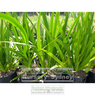 Kangaroo Paw Red 140Mm Pot - Genus Anigozanthos Plants