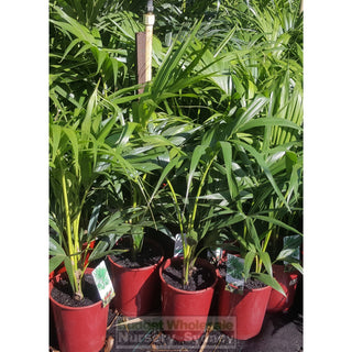 Kentia Palm Howea Forsteriana 200Mm Default Type