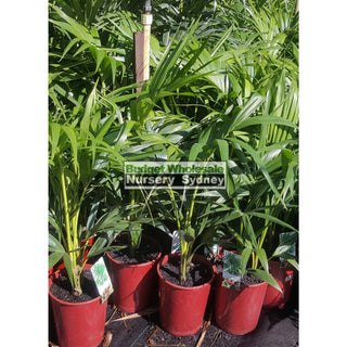 Kentia Palm Howea Forsteriana 200Mm Default Type