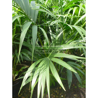 Kentia Palm Howea Forsteriana 250Mm Default Type