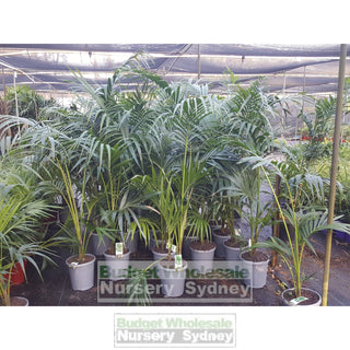 Kentia Palm Howea Forsteriana 250Mm Default Type