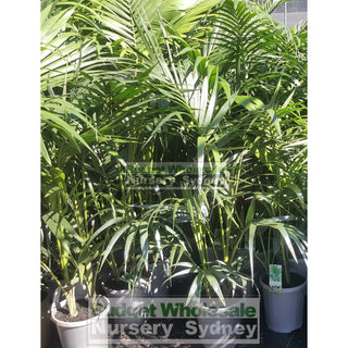 Kentia Palm Howea Forsteriana 250Mm Default Type