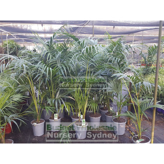 Kentia Palm Howea Forsteriana 250Mm Default Type