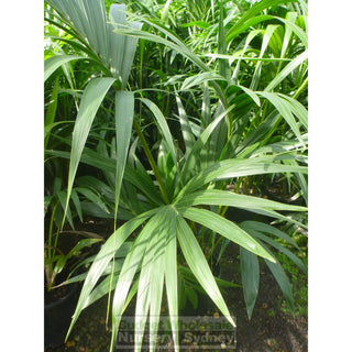 Kentia Palm Howea Forsteriana 250Mm Default Type