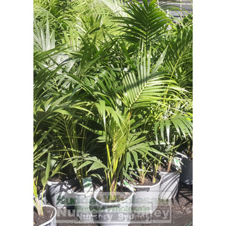 Kentia Palm Howea Forsteriana Large 300Mm Pot Default Type