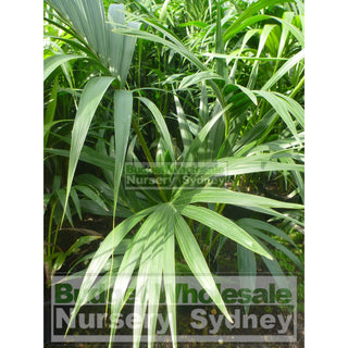 Kentia Palm Howea Forsteriana Large 300Mm Pot Default Type