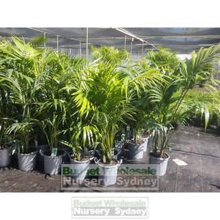 Kentia Palm Howea Forsteriana Large 300Mm Pot Default Type