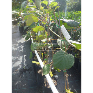 Kiwi Fruit 1 X Male & Female Combo Actinidia Sinensis 5Ltr Grafted Default Type