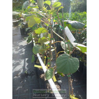 Kiwi Fruit 1 X Male & Female Combo Actinidia Sinensis 5Ltr Grafted Default Type