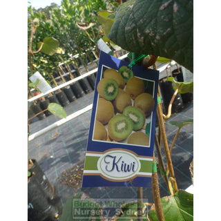 Kiwi Fruit 1 X Male & Female Combo Actinidia Sinensis 5Ltr Grafted Default Type