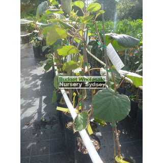 Kiwi Fruit 1 X Male & Female Combo Actinidia Sinensis 5Ltr Grafted Default Type