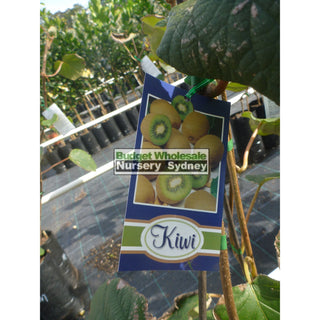 Kiwi Fruit Female Actinidia Sinensis 5Ltr Grafted Default Type