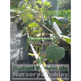 Kiwi Fruit Male Actinidia Sinensis 5Ltr Grafted Default Type