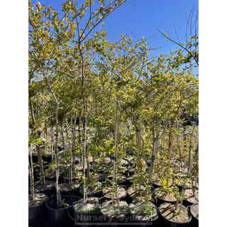 Lagerstroemia Indica 300Mm Pots/ 25L