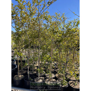 Lagerstroemia Indica 300Mm Pots/ 25L