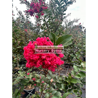 Lagerstroemia Indica 400Mm Pots / 45L Crepe Myrtle