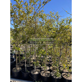 Lagerstroemia Indica 400Mm Pots / 45L Crepe Myrtle