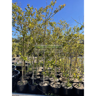 Lagerstroemia Indica 400Mm Pots / 45L Crepe Myrtle