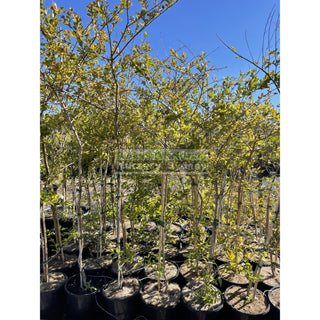 Lagerstroemia Indica 400Mm Pots / 45L Crepe Myrtle