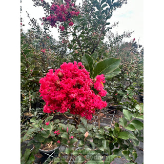 Lagerstroemia Indica 500Mm Pots / 75L Crepe Myrtle