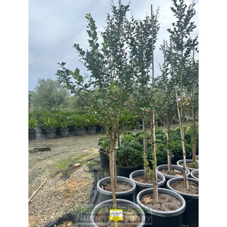 Lagerstroemia Indica 500Mm Pots / 75L Crepe Myrtle